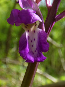 Orchis mascula 'purpurea'